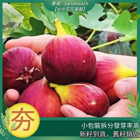 無花果樹種植|無花果種植新手入門